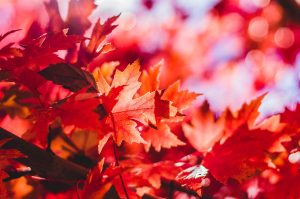 fall-300×199