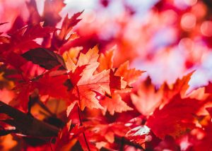 fall-300×214